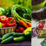 Calendrier semis légumes