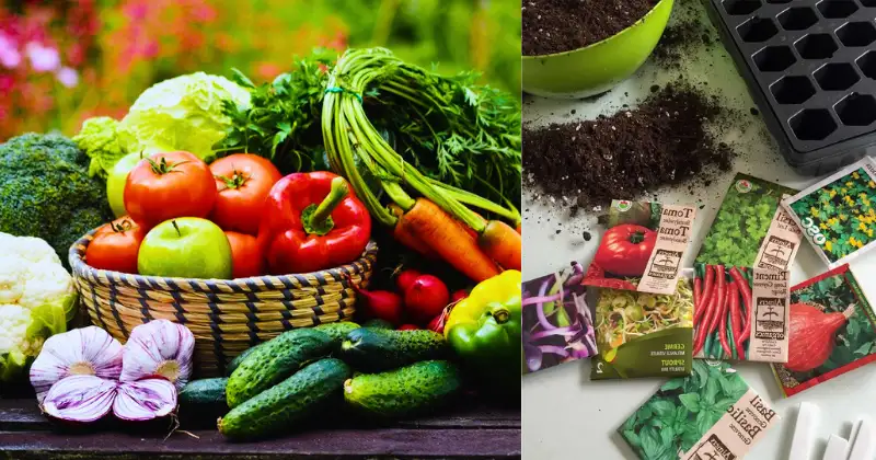Calendrier semis légumes