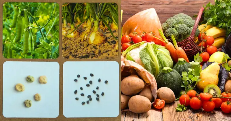 Calendrier semis légumes,légumes Calendrier semis légumes