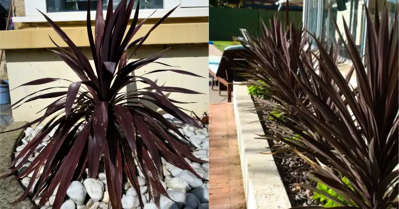 Cordyline Cordyline fruticosa 'Black Night'