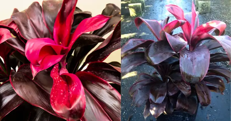 Cordyline Cordyline fruticosa 'Ruby'