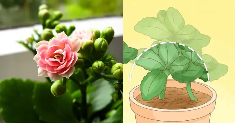 Kalanchoe Kalanchoe