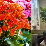 Kalanchoe
