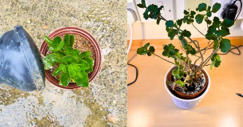 Kalanchoe Kalanchoe