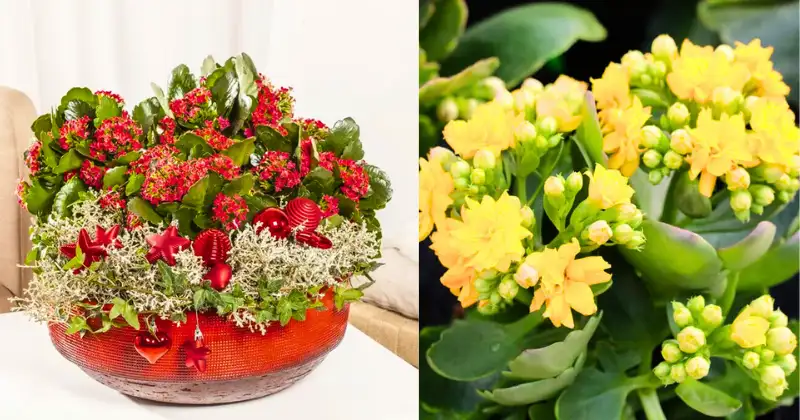 Kalanchoe Kalanchoe