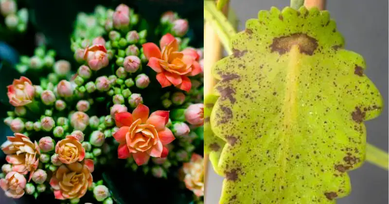 Kalanchoe Kalanchoe