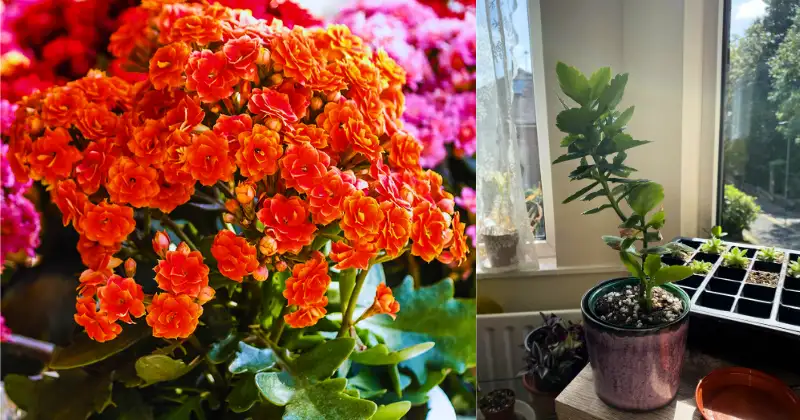 Kalanchoe