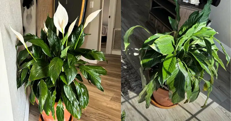 Spathiphyllum,lys de la paix Spathiphyllum