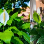 Spathiphyllum