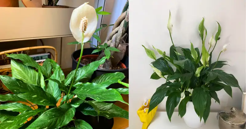 Spathiphyllum,lys de la paix Spathiphyllum