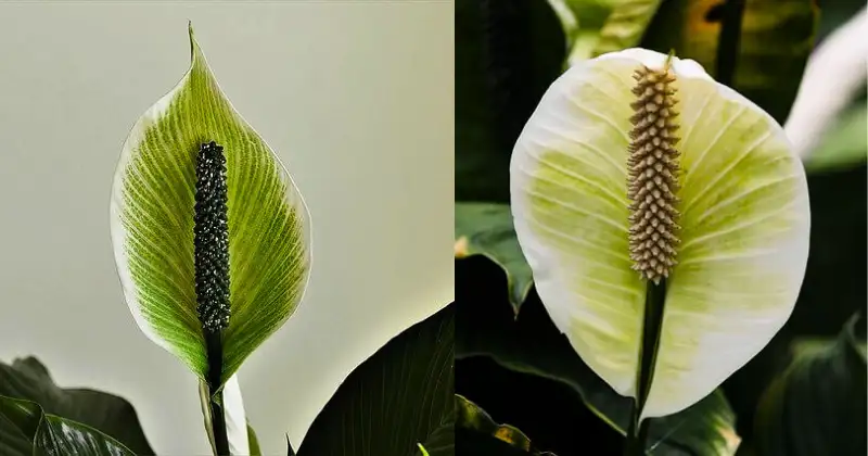 Spathiphyllum,lys de la paix Spathiphyllum
