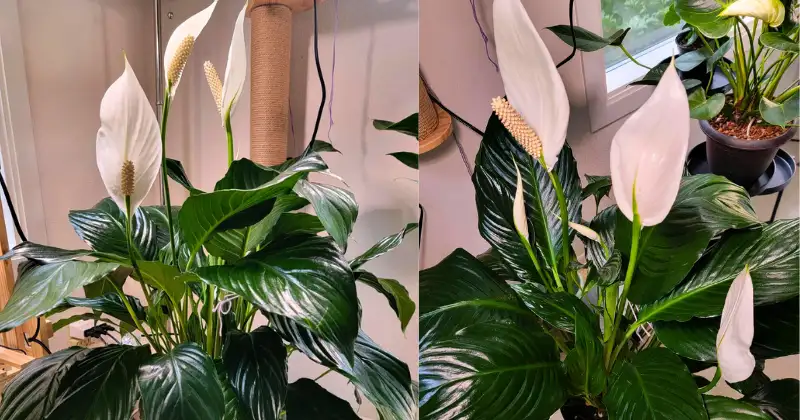 Spathiphyllum,lys de la paix Spathiphyllum