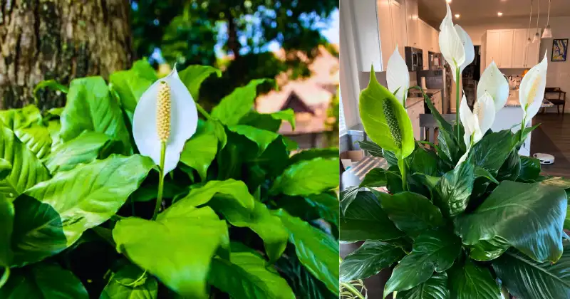 Spathiphyllum