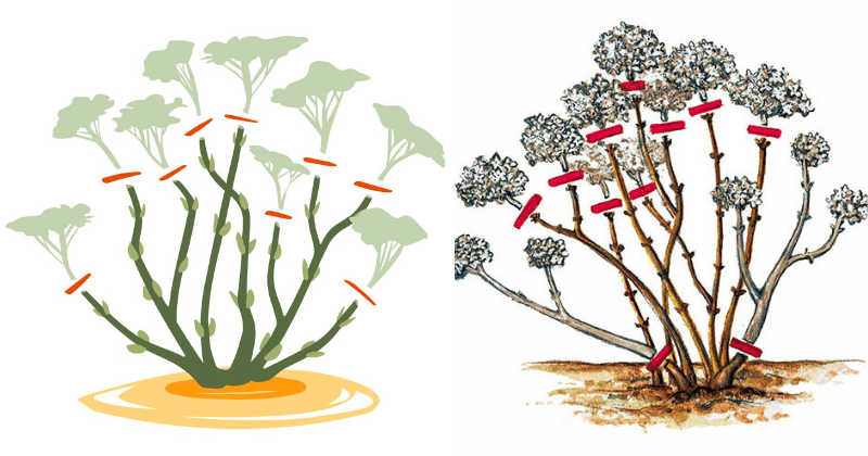Quand Tailler Les Hortensias Quand Tailler Les Hortensias