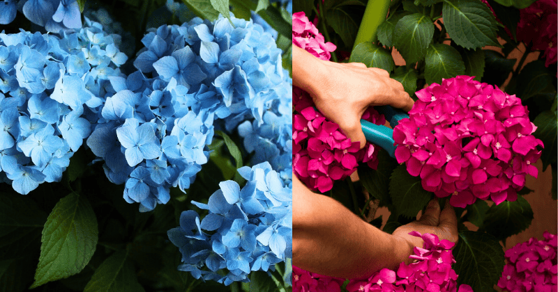 Quand Tailler Les Hortensias Quand Tailler Les Hortensias