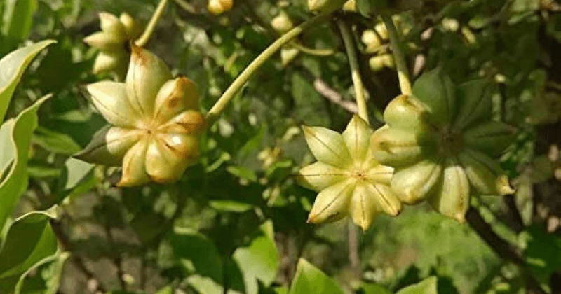 L'image montre les fruits d'une plante d'anis (probablement *Illicium verum*, l'anis étoilé). Pour cultiver l'anis en contenant, il faut un environnement bien ensoleillé, un sol bien drainé et des arrosages réguliers, mais sans excès d'eau. Assurez-vous d'utiliser un pot suffisamment profond pour permettre le bon développement des racines et une croissance saine de la plante.