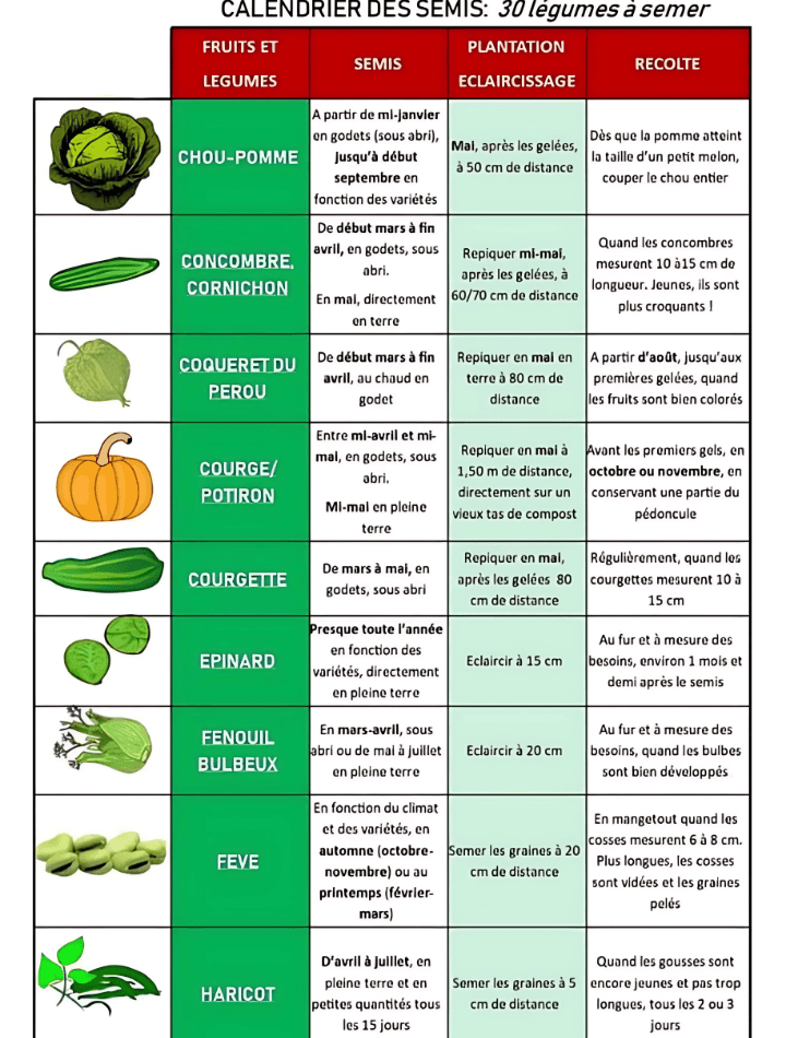 Calendrier de semis des légumes indiquant les périodes idéales pour planter, cultiver et récolter divers légumes tout au long de l'année