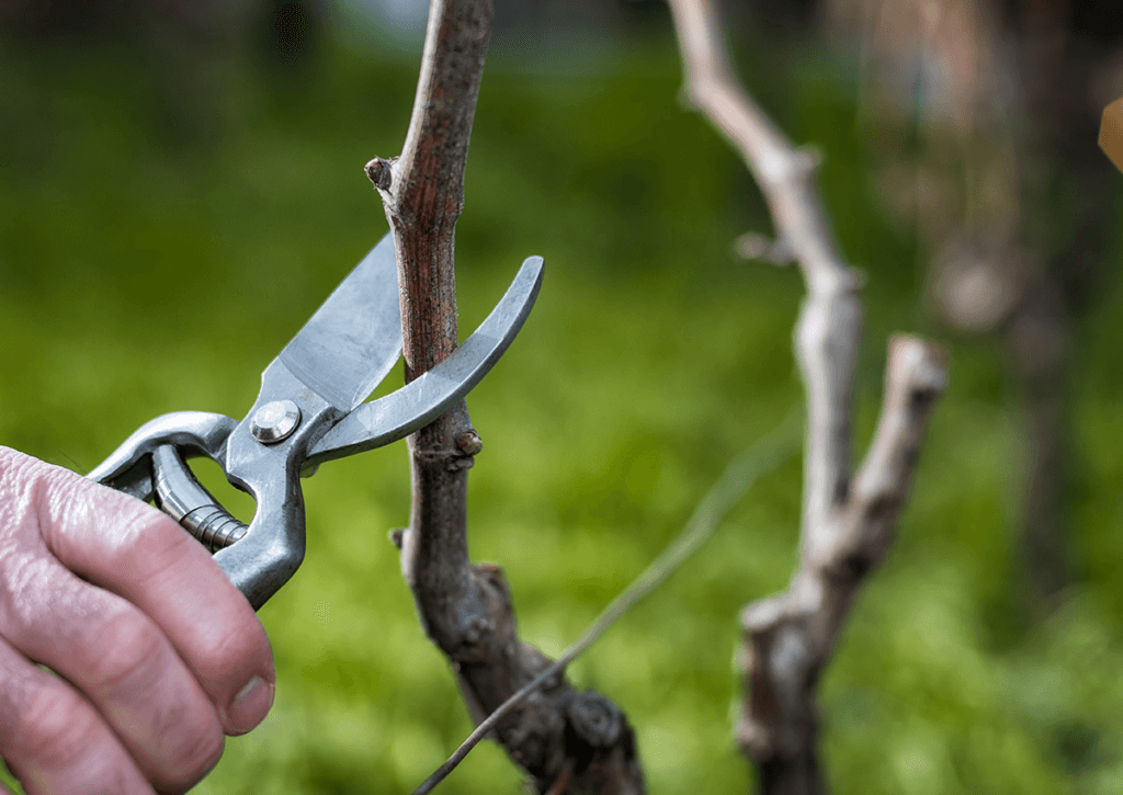 Comment tailler la vigne