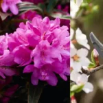 rhododendrons
