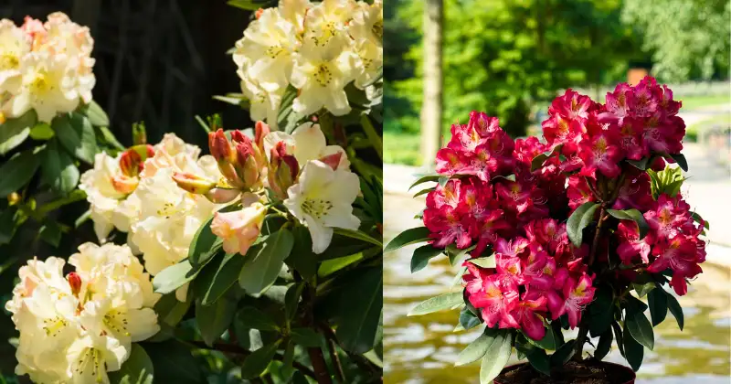 rhododendrons,Comment tailler les rhododendrons rhododendrons
