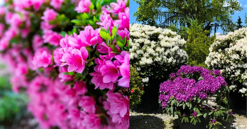 rhododendrons,Comment tailler les rhododendrons rhododendrons
