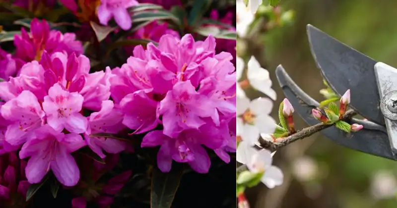 rhododendrons