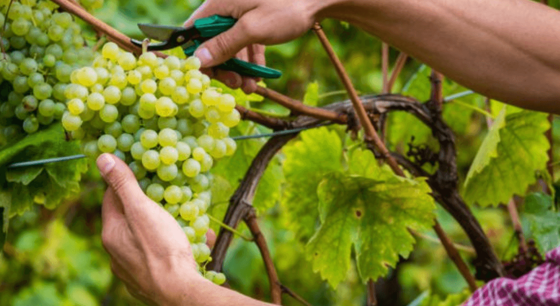 Comment tailler la vigne