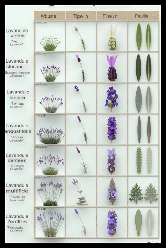 Differentes Varietes De Cistesnull