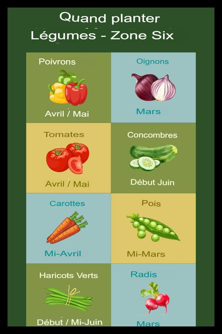 Calendrier de plantation des légumes pour la zone 6, indiquant les périodes optimales de semis, de croissance et de récolte selon les saisons