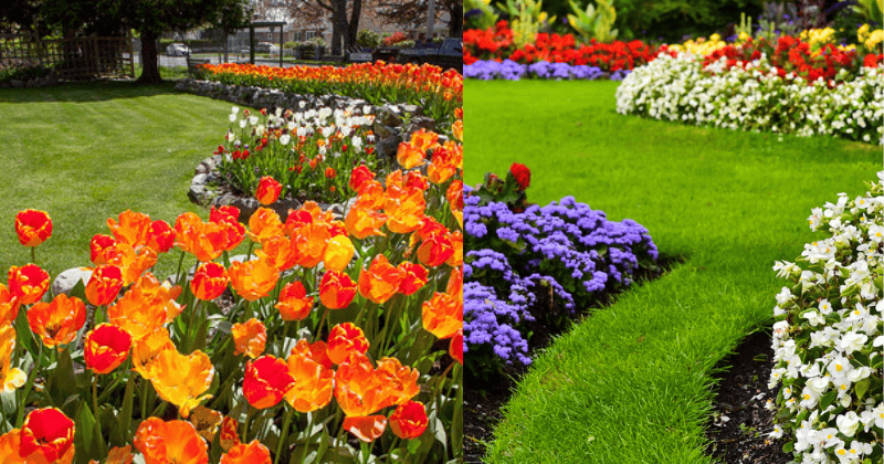 Parterre de Fleurs Parterre de Fleurs