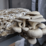 Faire pousser des champignons