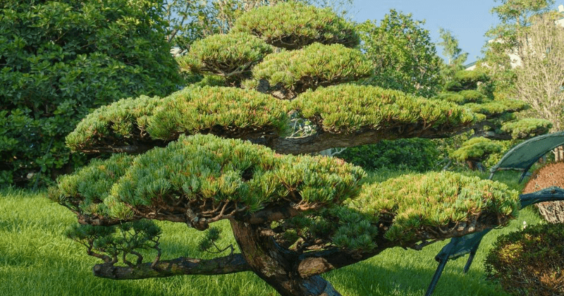 Illustration de la taille japonaise des arbres, mettant en avant des techniques d’élagage artistique pour créer des formes harmonieuses et équilibrées inspirées de la nature