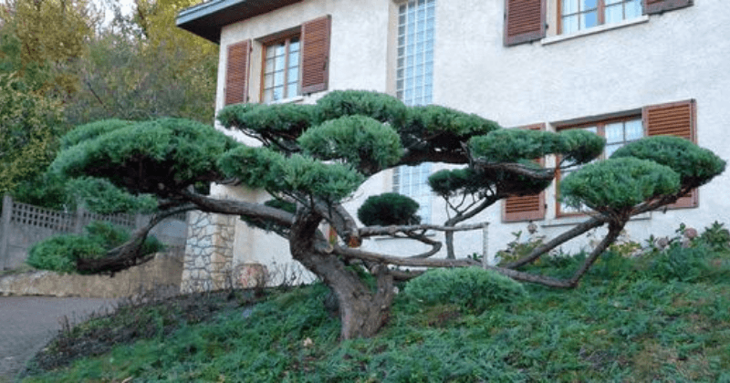 Illustration de la taille japonaise des arbres, mettant en avant des techniques d’élagage artistique pour créer des formes harmonieuses et équilibrées inspirées de la nature