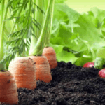 aliments