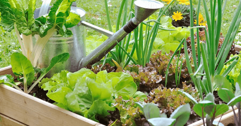 Calendrier de plantation des légumes pour la zone 6, indiquant les périodes optimales de semis, de croissance et de récolte selon les saisons