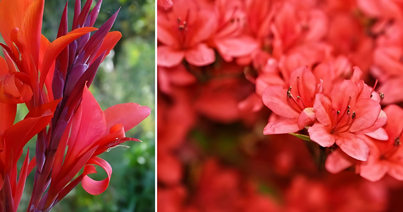 Fleurs Rouges