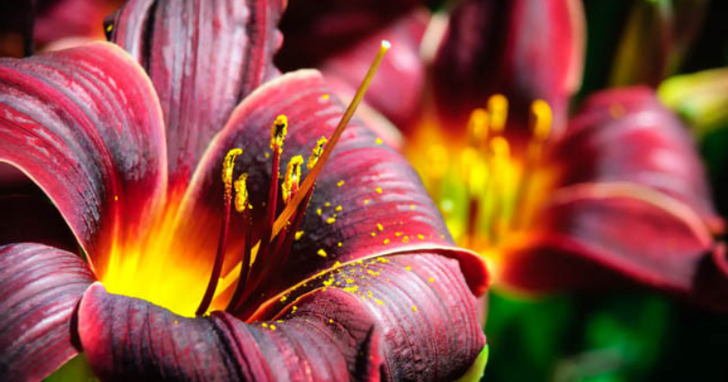 Fleurs Rouges