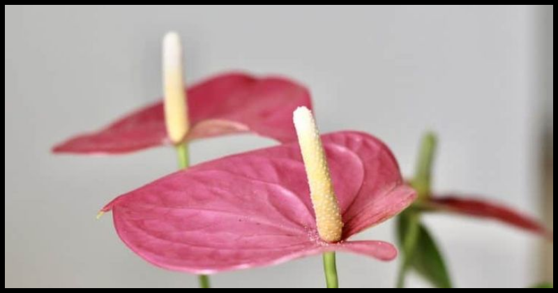 Anthurium