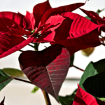 poinsettias