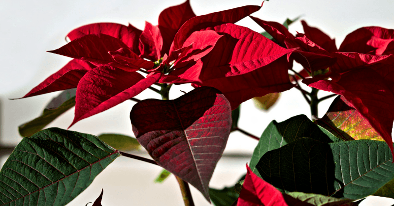 poinsettias