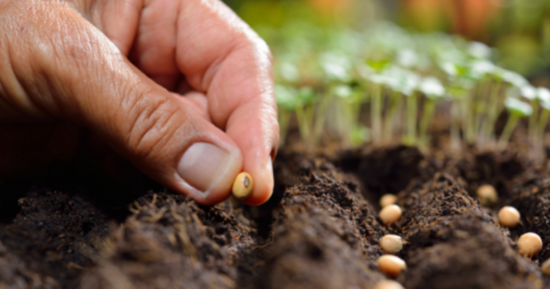 Que planter et semer en mars