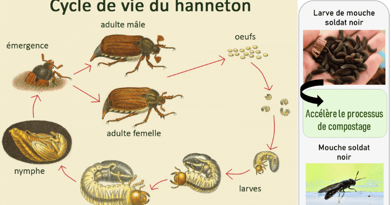 Larves