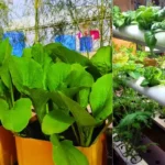 Alimentation potager