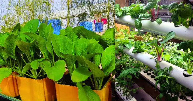 Alimentation potager