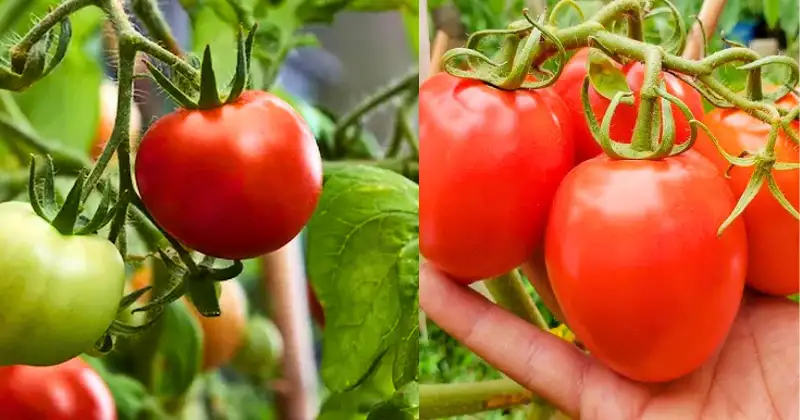 alimentation,potager Alimentation potager