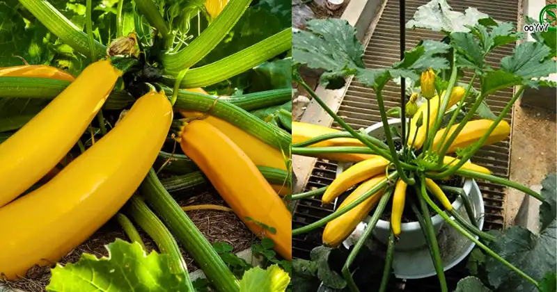 alimentation,potager Alimentation potager