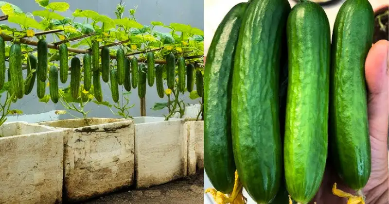 alimentation,potager Alimentation potager