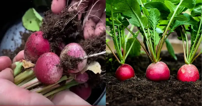 alimentation,potager Alimentation potager