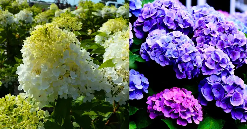 hortensias,pH du Sol,Amendement de sol Hortensias