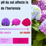 Hortensias / pH du Sol